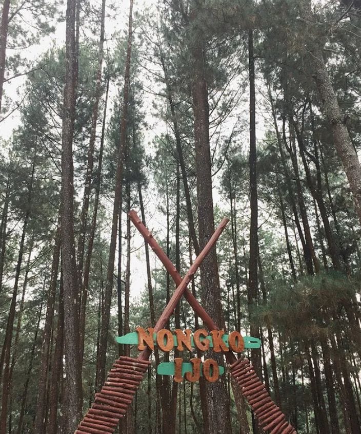 Hutan Pinus Nongko ijo merupakan tempat wisata di Madiun yang cocok sebagai tempat liburan keluarga.