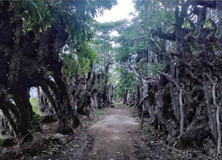 Kebun Kamboja merupakan salah satu tempat wisata taman yang di Klaten.