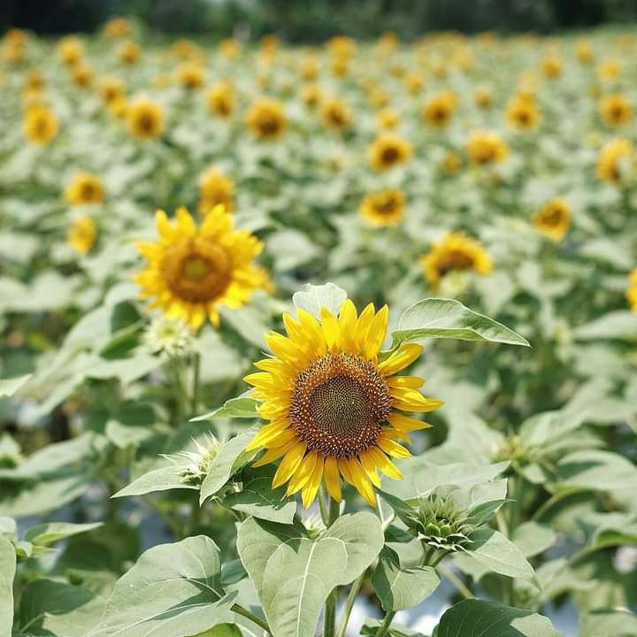 Taman dewari atau taman bunga matahari dapat menjadi salah satu destinasi yang dapat kamu kunjungi di daerah Magelang.