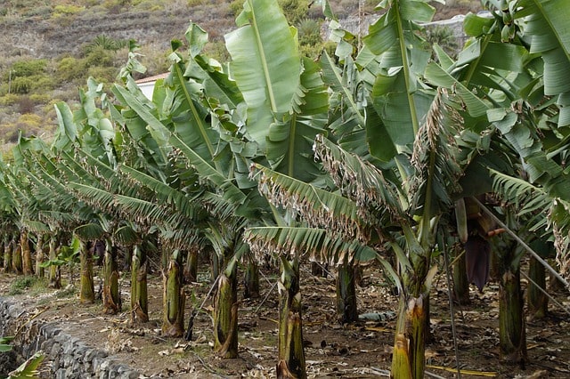 Budi daya tanaman pisang di daerah tropis sangat lah menguntungkan